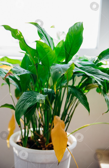 Скачать Болезни комнатных растений. Любимый цветок спатифиллум, увядающий в горшке на столе. фотосток Ozero