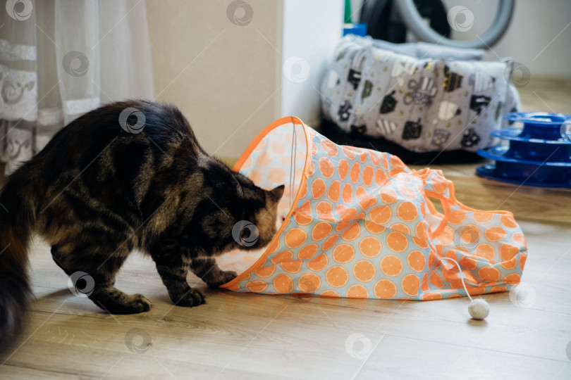 Скачать Милый серый кот играет со своими игрушками в кошачьем туннеле. Кошачьи игры, охота. фотосток Ozero