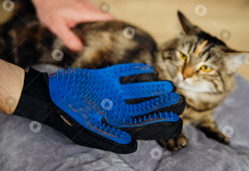 Скачать Перчатка для расчесывания шерсти. На поверхности перчатки кошачья шерсть. Массажный аксессуар для животных. фотосток Ozero