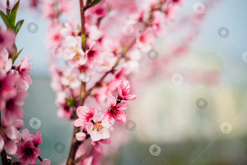 Скачать Выборочный акцент на красивых ветвях, розовом цветущем персике или абрикосе на дереве под голубым небом, красивом цветении вишни весной в парке. фотосток Ozero