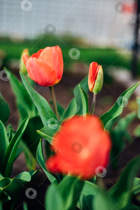 Скачать Красивые тюльпаны на клумбе в саду. Распускающиеся бутоны весенних цветов. Красота - в природе. фотосток Ozero