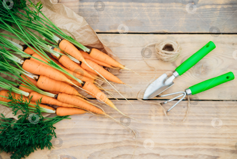 Скачать Свежая морковь на деревянном фоне. Садовые инструменты. Грабли и лопата. Овощи и корнеплоды - это полезные витамины. Еда для вегетарианцев. Домашние овощи, экологически чистые. Сельскохозяйственная промышленность. фотосток Ozero