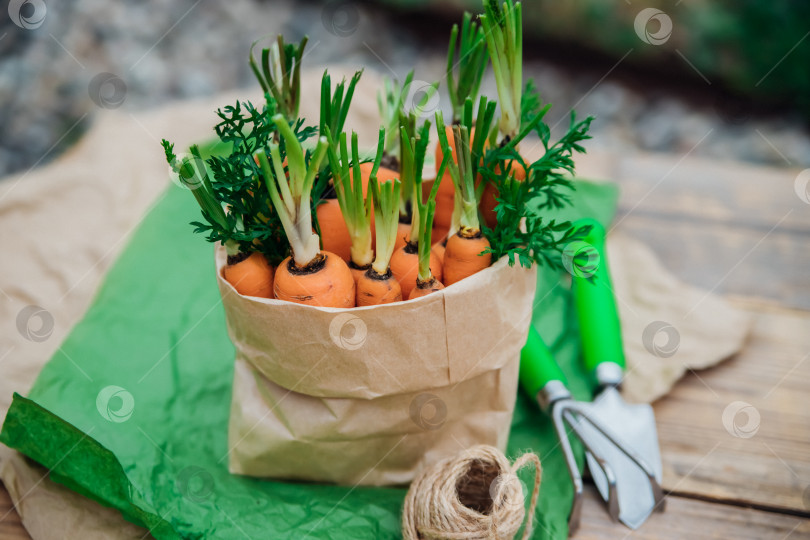 Скачать Свежая морковь в бумажном пакете на деревянном фоне. Овощи и корнеплоды - это полезные витамины. Еда для вегетарианцев. Овощи домашнего приготовления, экологически чистые. Садовая лопата и грабли. фотосток Ozero