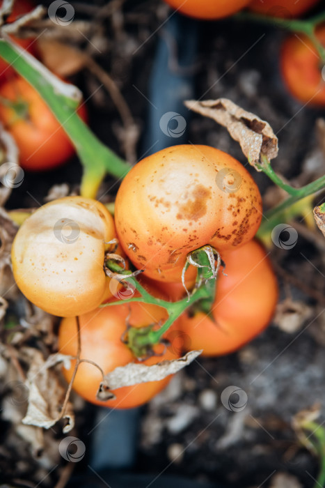 Скачать Болезнь растений томата. Овощи окрашиваются, сморщиваются и подгнивают. Сельскохозяйственная промышленность. фотосток Ozero