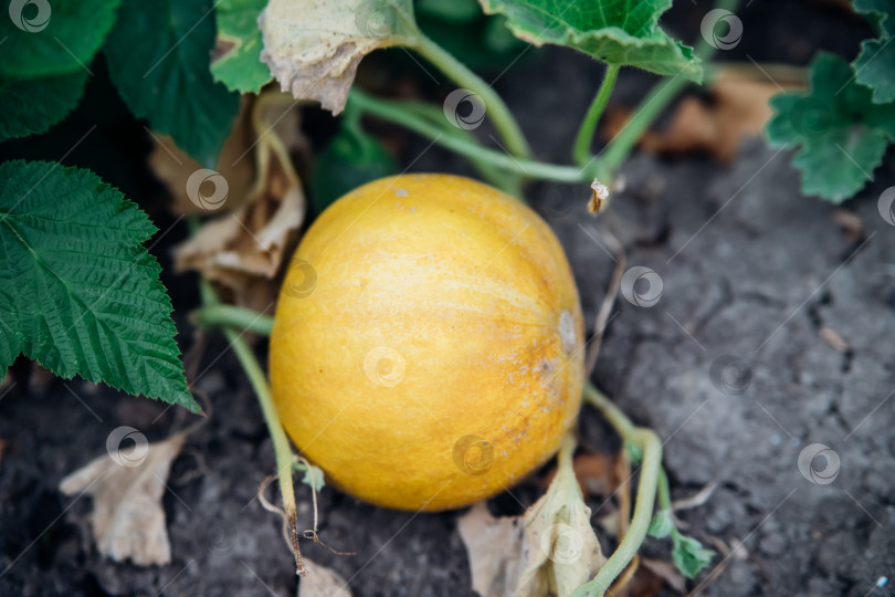 Скачать Маленькая желтая дыня в саду. Сельскохозяйственная промышленность. Сладкий сочный фрукт. фотосток Ozero