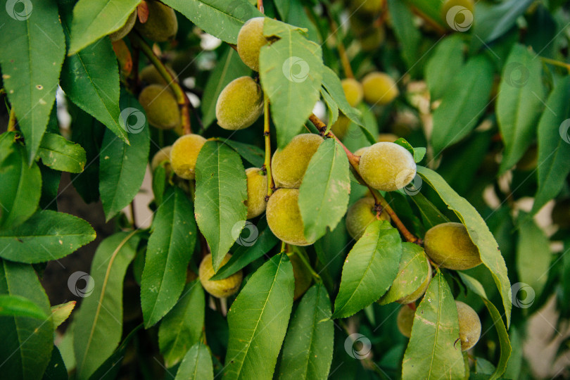 Скачать Молодые свежие зеленые персики и зеленые листья в саду в солнечный летний день, красивый фон на открытом воздухе. фотосток Ozero
