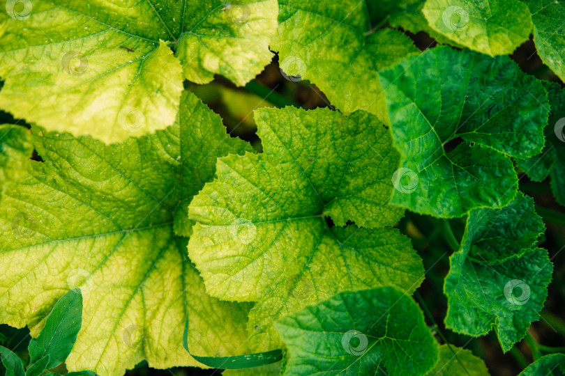 Скачать Зеленые листья тыквы в саду. Естественный фон. фотосток Ozero