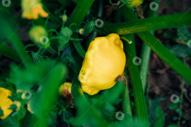 Скачать Зеленые листья и желтая тыква в саду. Естественный фон. Осенний сбор урожая. фотосток Ozero