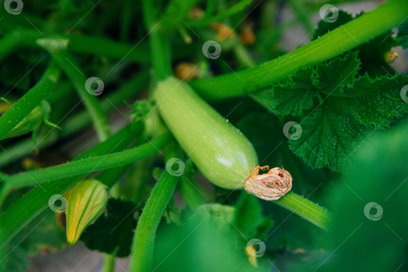 Скачать Зеленые незрелые кабачки в саду. Большой куст, крупные листья и оранжевые цветы. Цуккини. Земледелие и агрокультура. фотосток Ozero