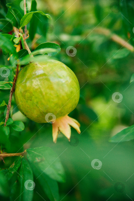 Скачать Гранатовое дерево в саду. Маленький зеленый гранат на дереве. Незрелый гранат на ветке с зелеными листьями. Полезные плоды. фотосток Ozero