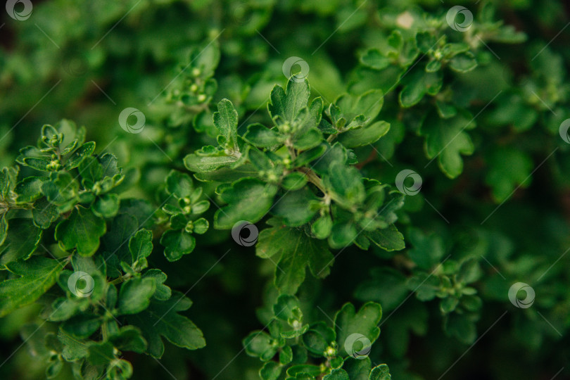Скачать Фон из листьев цветка хризантемы. Красота - в природе. фотосток Ozero