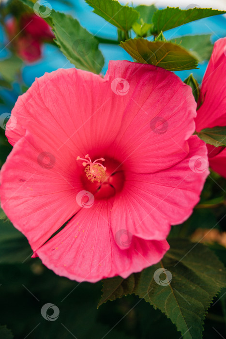 Скачать Большой куст мальвы. Розовые цветы в саду или парке. Декоративное растение. Яркий солнечный летний день. фотосток Ozero