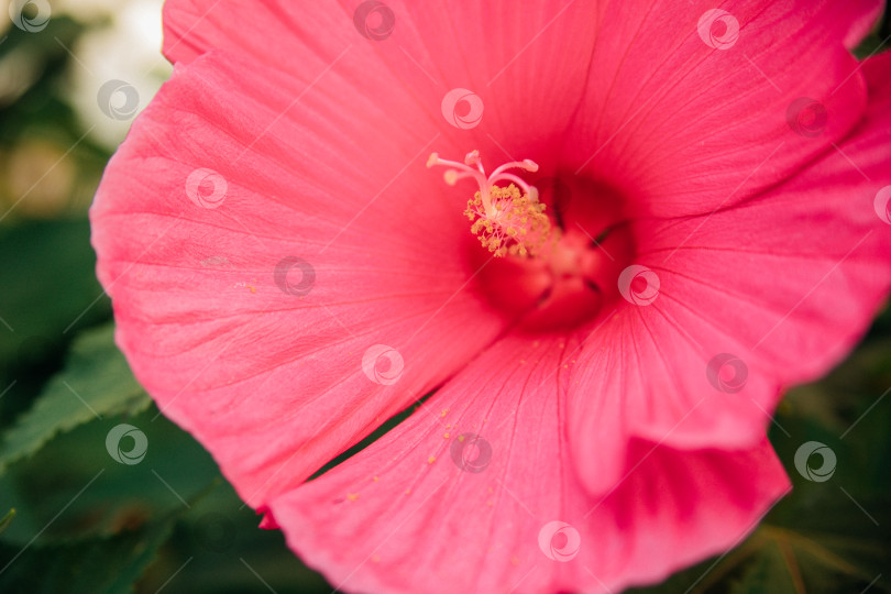 Скачать Большой куст мальвы. Розовые цветы в саду или парке. Декоративное растение. Яркий солнечный летний день. фотосток Ozero