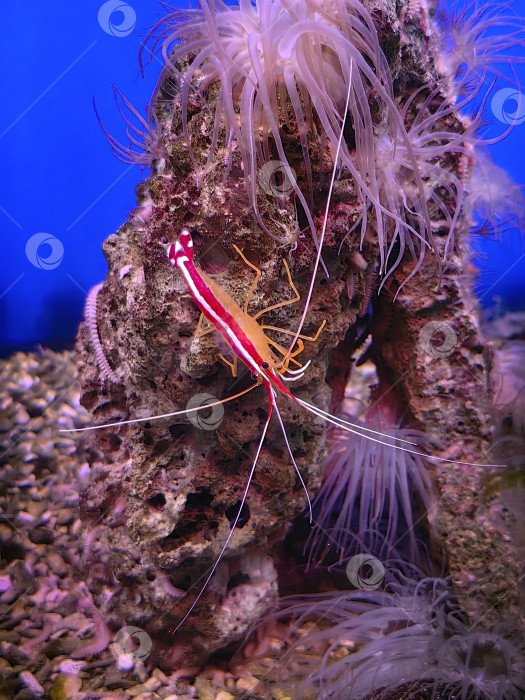 Скачать Креветка фотосток Ozero