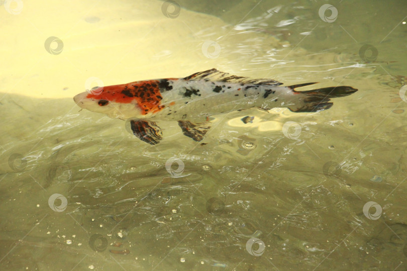 Скачать Рыба фотосток Ozero