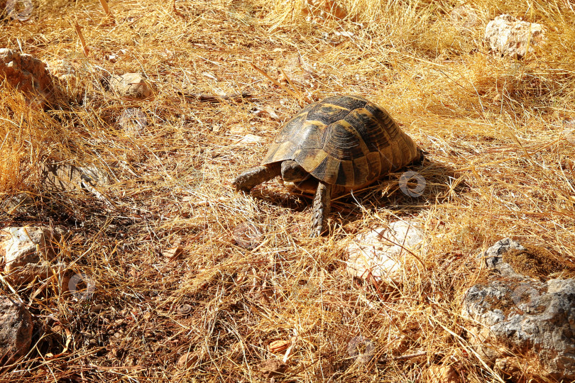 Скачать Черепаха фотосток Ozero