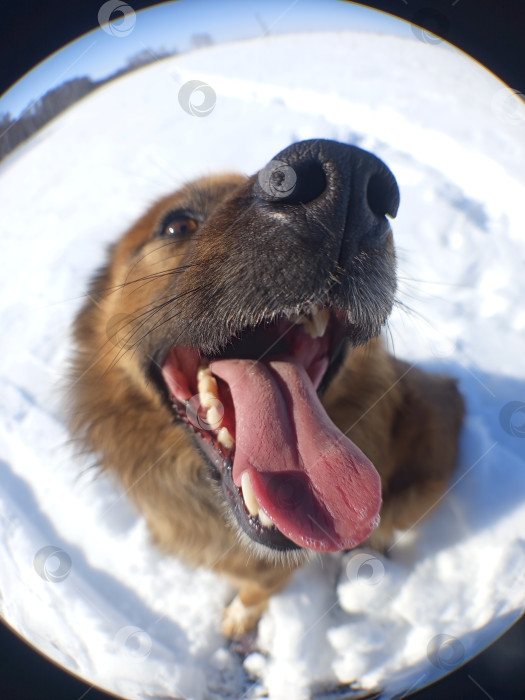 Скачать Собака. Рыжий пес снят на рыбий глаз. Крупный план довольной морды: нос, пасть с острыми зубами, вываленный розовый язык, иней на шерсти. Снег, закругленный горизонт. фотосток Ozero