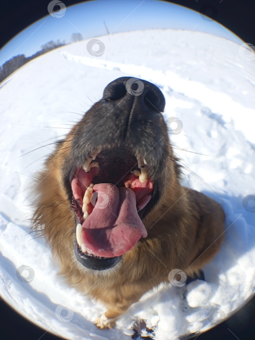 Скачать Собака. Рыжий пес снят на рыбий глаз. Крупный план довольной морды: нос, пасть с острыми зубами, вываленный розовый язык, иней на шерсти. Снег, закругленный горизонт. фотосток Ozero