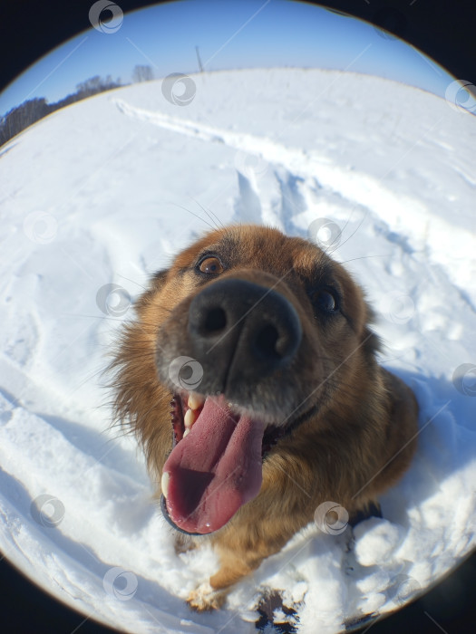 Скачать Собака. Довольный рыжий пес снят на рыбий глаз. Крупный план фотосток Ozero