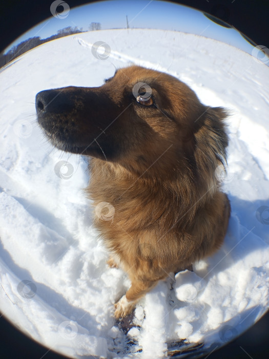 Скачать Собака. Рыжий пес в профиль, снятый на рыбий глаз. фотосток Ozero