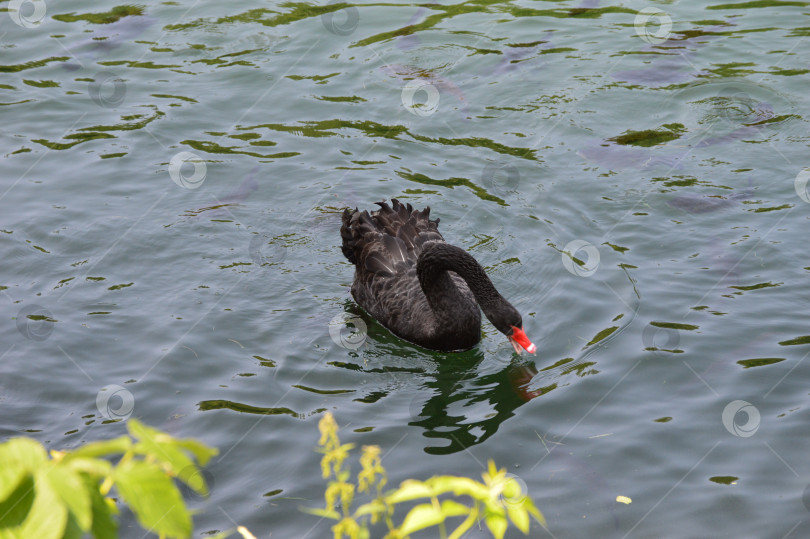 Скачать черный лебедь на теплых озерах фотосток Ozero