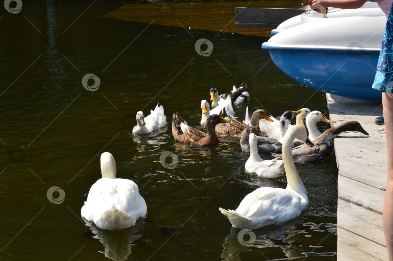 Скачать Утки и лебеди на теплых оерах фотосток Ozero