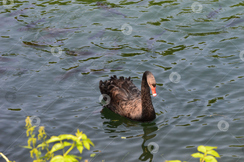 Скачать черный лебедь на теплых озерах фотосток Ozero