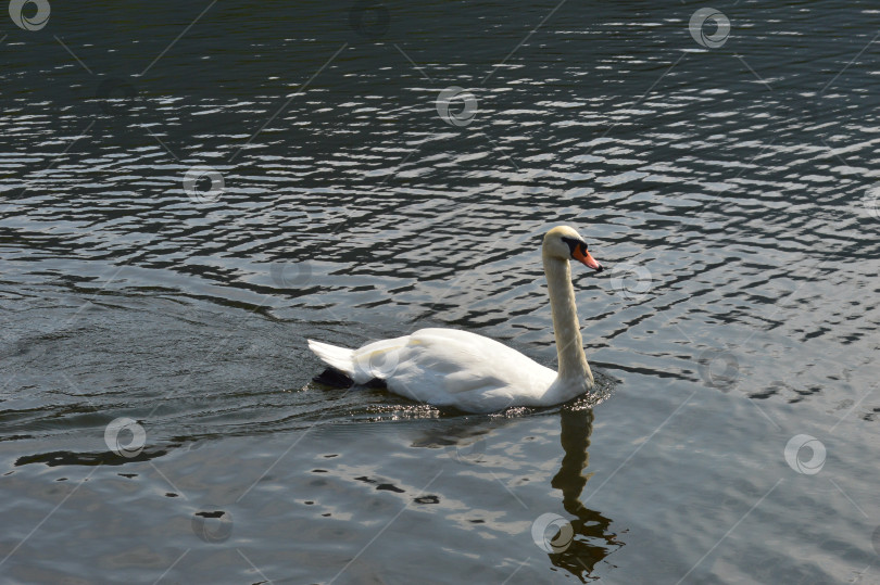 Скачать белый лебедь на тёплых озерах фотосток Ozero