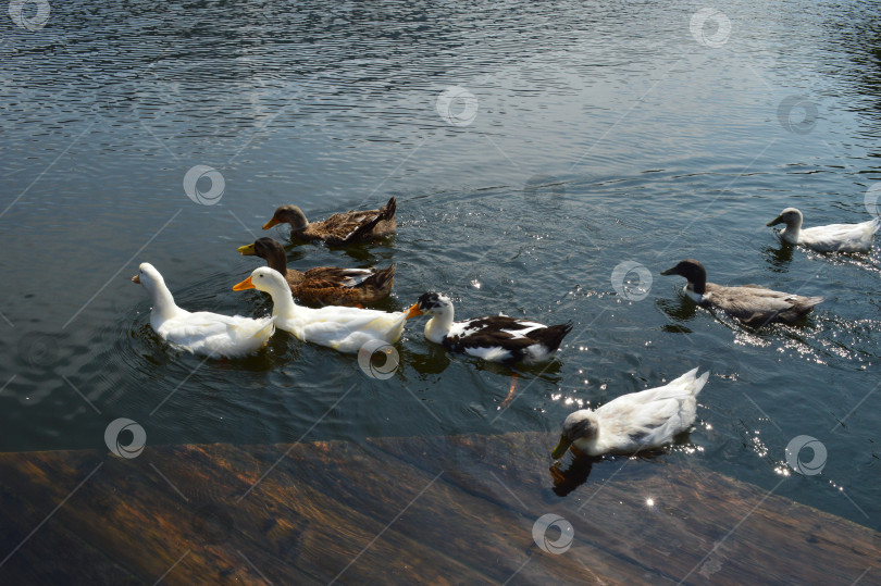 Скачать стая уток на теплых озерах фотосток Ozero