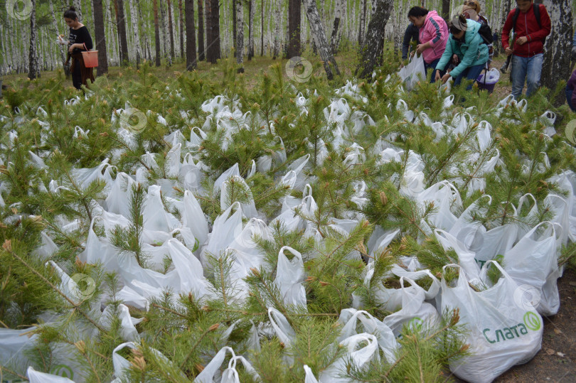 Скачать посадка молодых деревьев в лесу фотосток Ozero