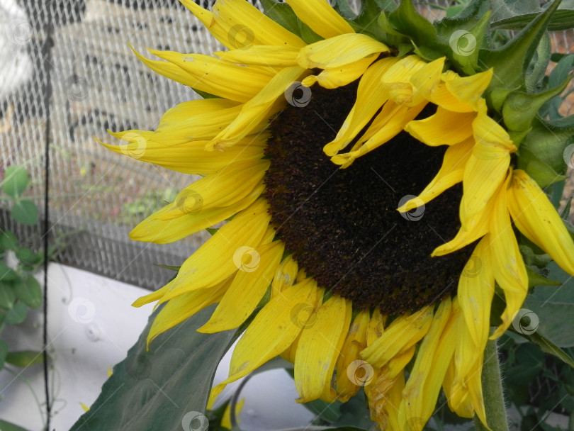 Скачать подсолнух цветет фотосток Ozero