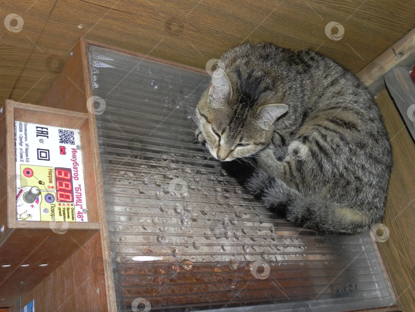 Скачать кошка лежит на инкубаторе фотосток Ozero