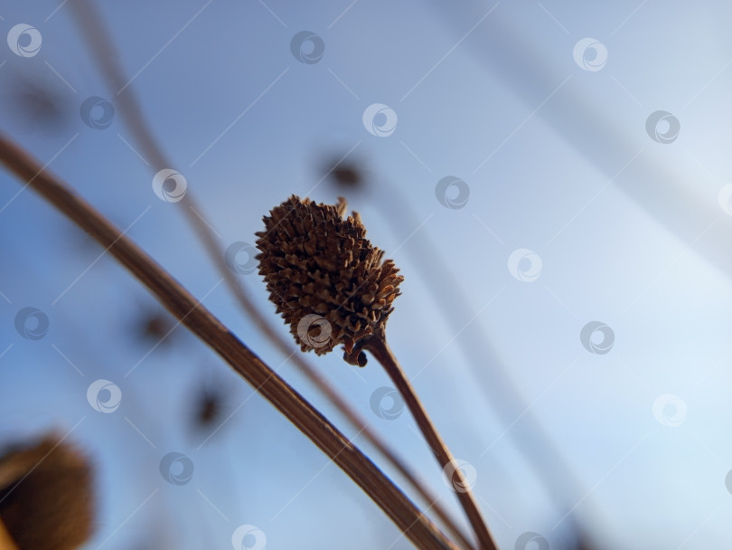 Скачать Семенная коробочка золотого шара (кранфордии). Макросъемка. Шишечка со светло-коричневыми чешуйками на фоне голубого неба. фотосток Ozero