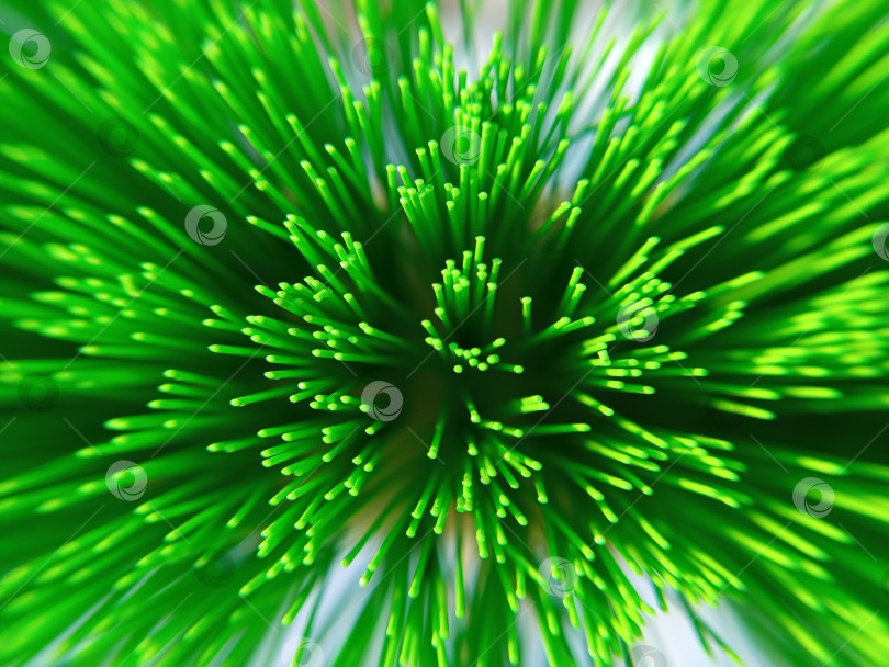 Скачать Макросъемка щетинок половой щетки. Яркий салатово-зеленый цвет, фокус в центре фотосток Ozero