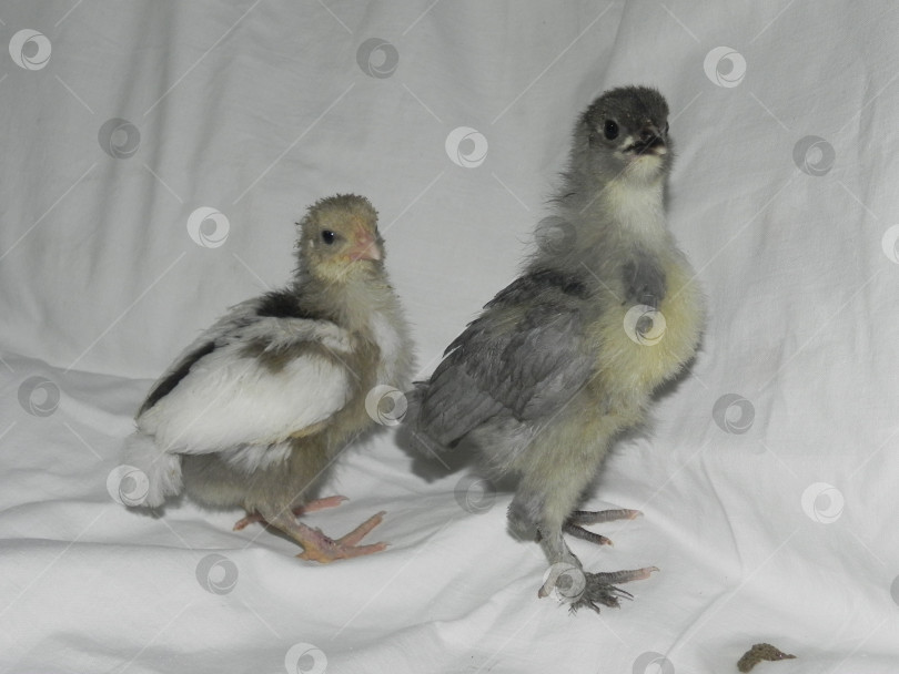 Скачать два серых цыпленка фотосток Ozero