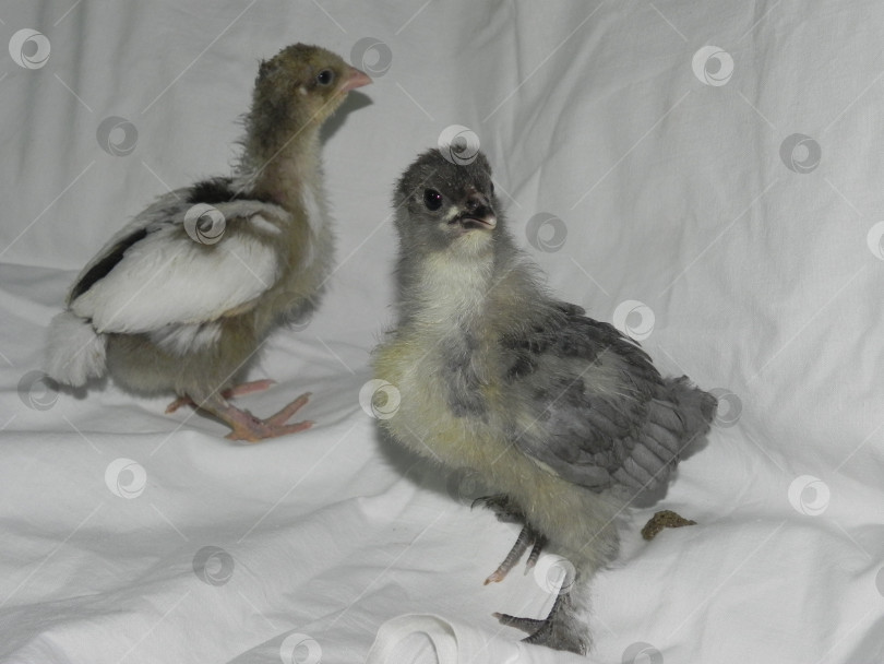 Скачать два серых цыпленка кур фотосток Ozero