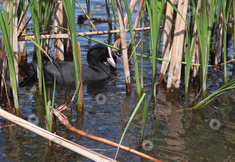 Скачать Евразийская лысуха, или обыкновенная лысуха, или австралийская лысуха (лат. Fulica atra) из семейства раллиевых, плавающая среди тростника. Взрослая водяная птица. Черная красноглазая водоплавающая птица. фотосток Ozero