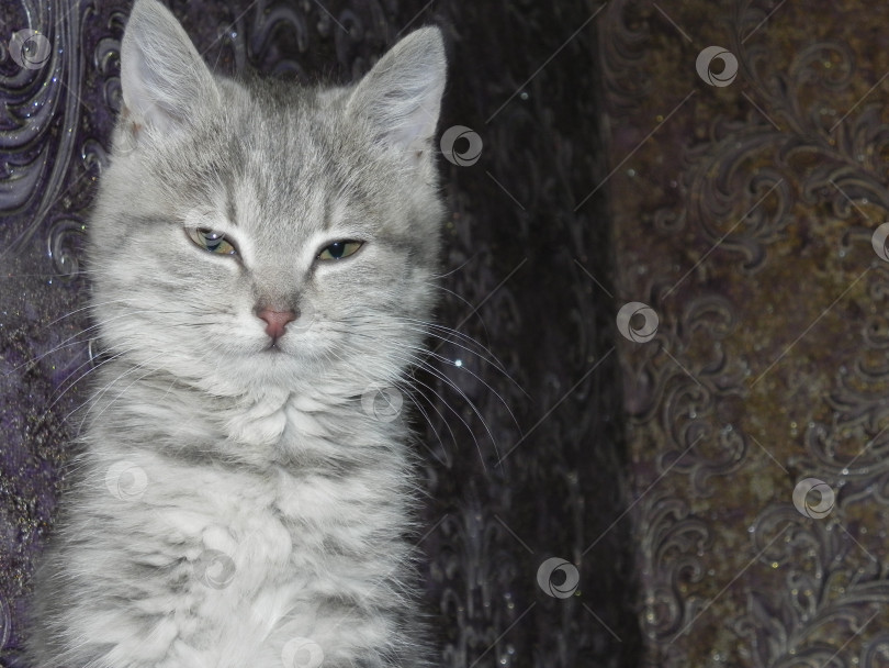 Скачать маленький котенок смотрит в фотоаппарат фотосток Ozero