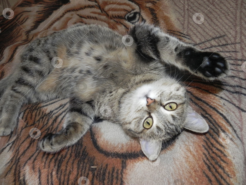 Скачать взрослая кошка лежит на кровати фотосток Ozero