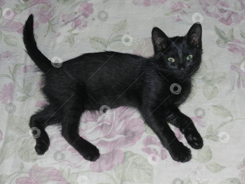 Скачать черный котенок лежит на кровати фотосток Ozero