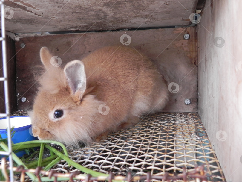 Скачать рыжий декоративный кролик в клетке фотосток Ozero