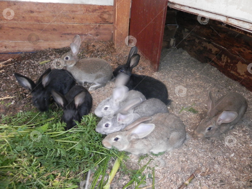 Скачать восемь больших кроликов в сарае фотосток Ozero