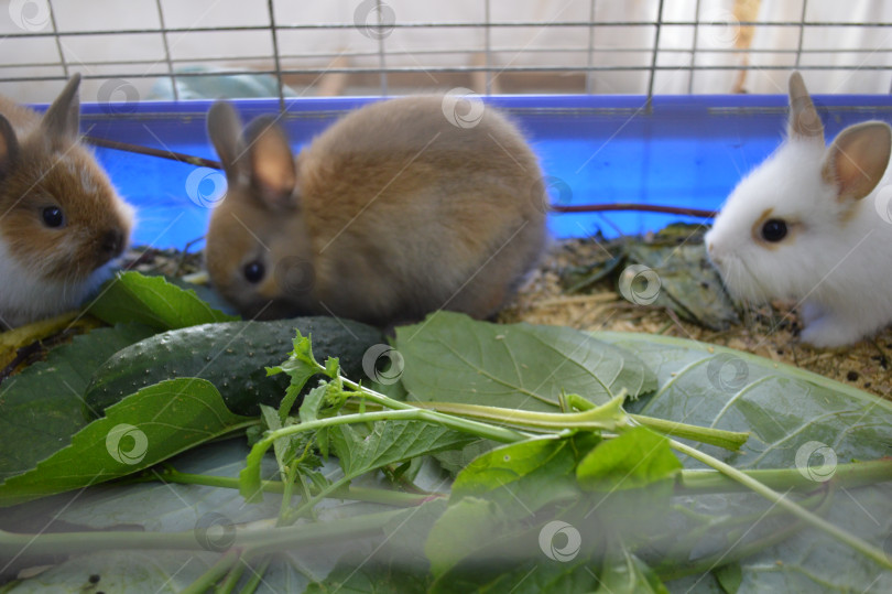 Скачать декоративные кролики сидят в клетке фотосток Ozero