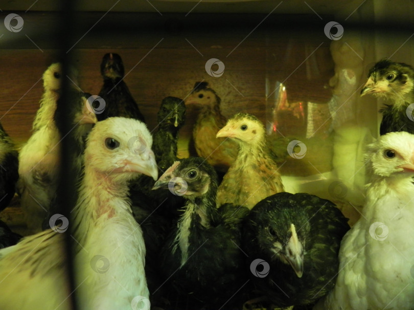 Скачать много кур в сарае фотосток Ozero