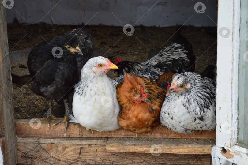 Скачать разноцветные курочки сидят на входе в курятник фотосток Ozero