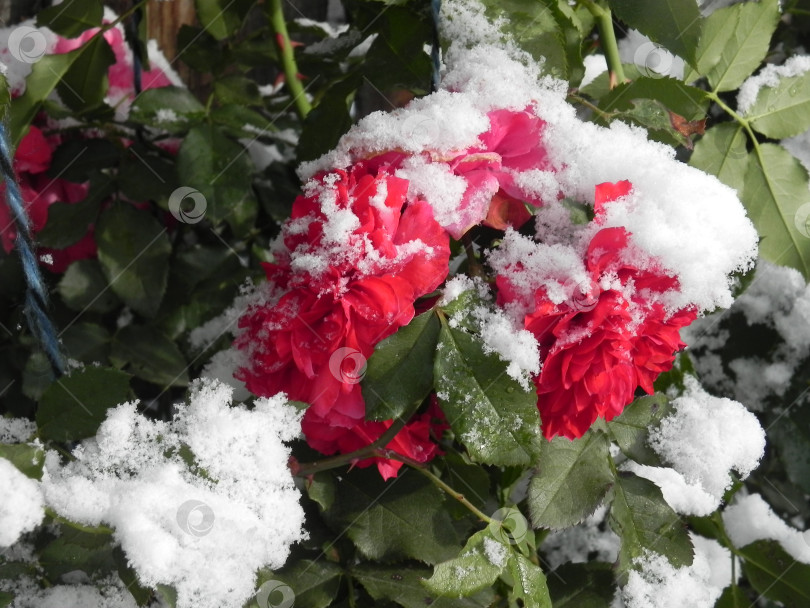 Скачать плетистые розы в снегу фотосток Ozero