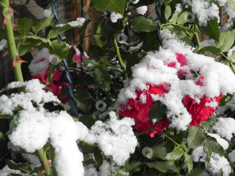 Скачать плетистые розы в снегу фотосток Ozero