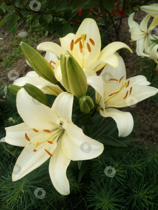 Скачать белые лилии фотосток Ozero