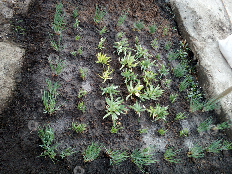 Скачать градка с луком фотосток Ozero