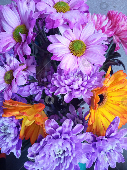 Скачать букет хризантем фотосток Ozero